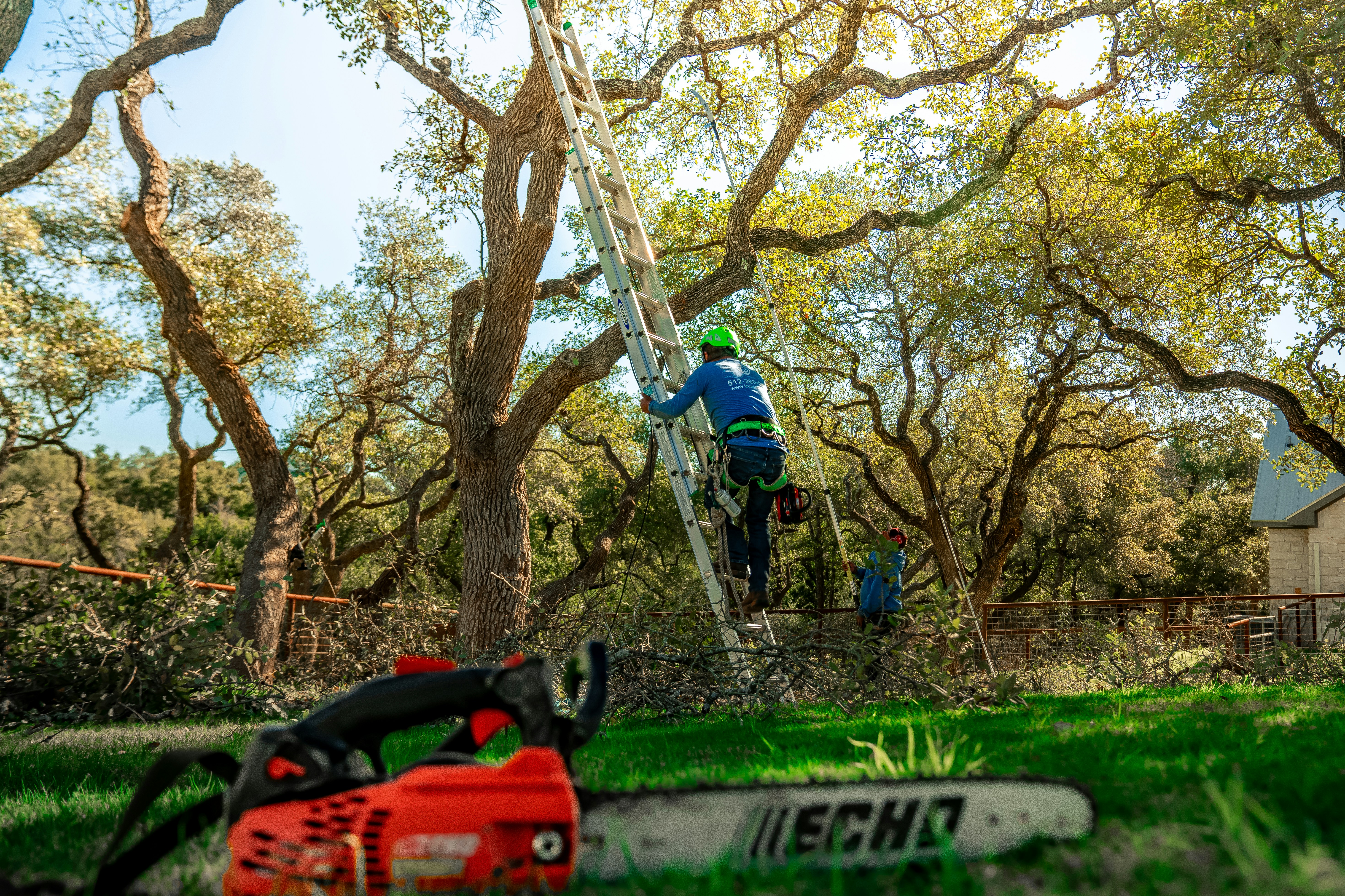 Tree arborist climbing to trim branches