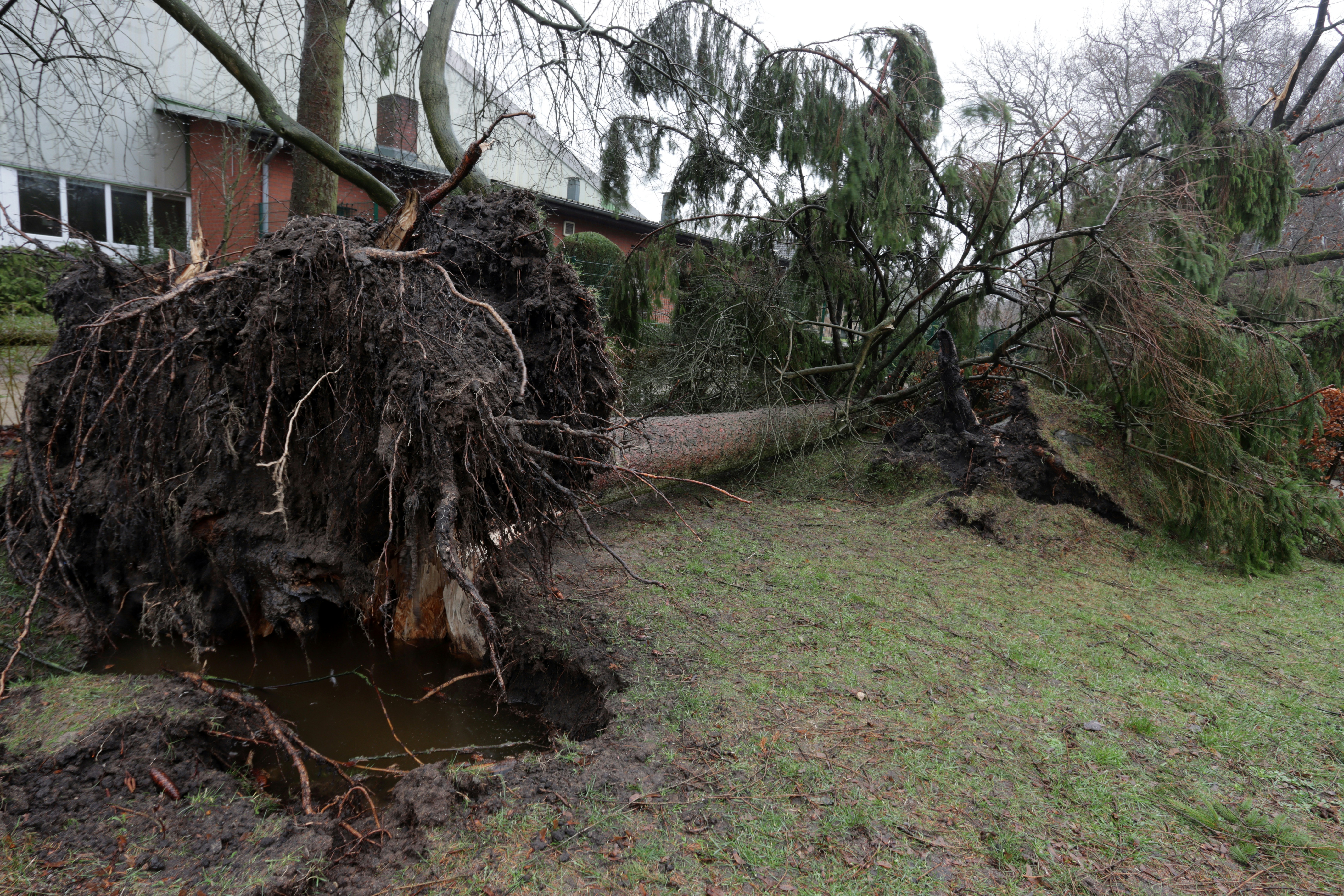 Large fallen tree after storm damage