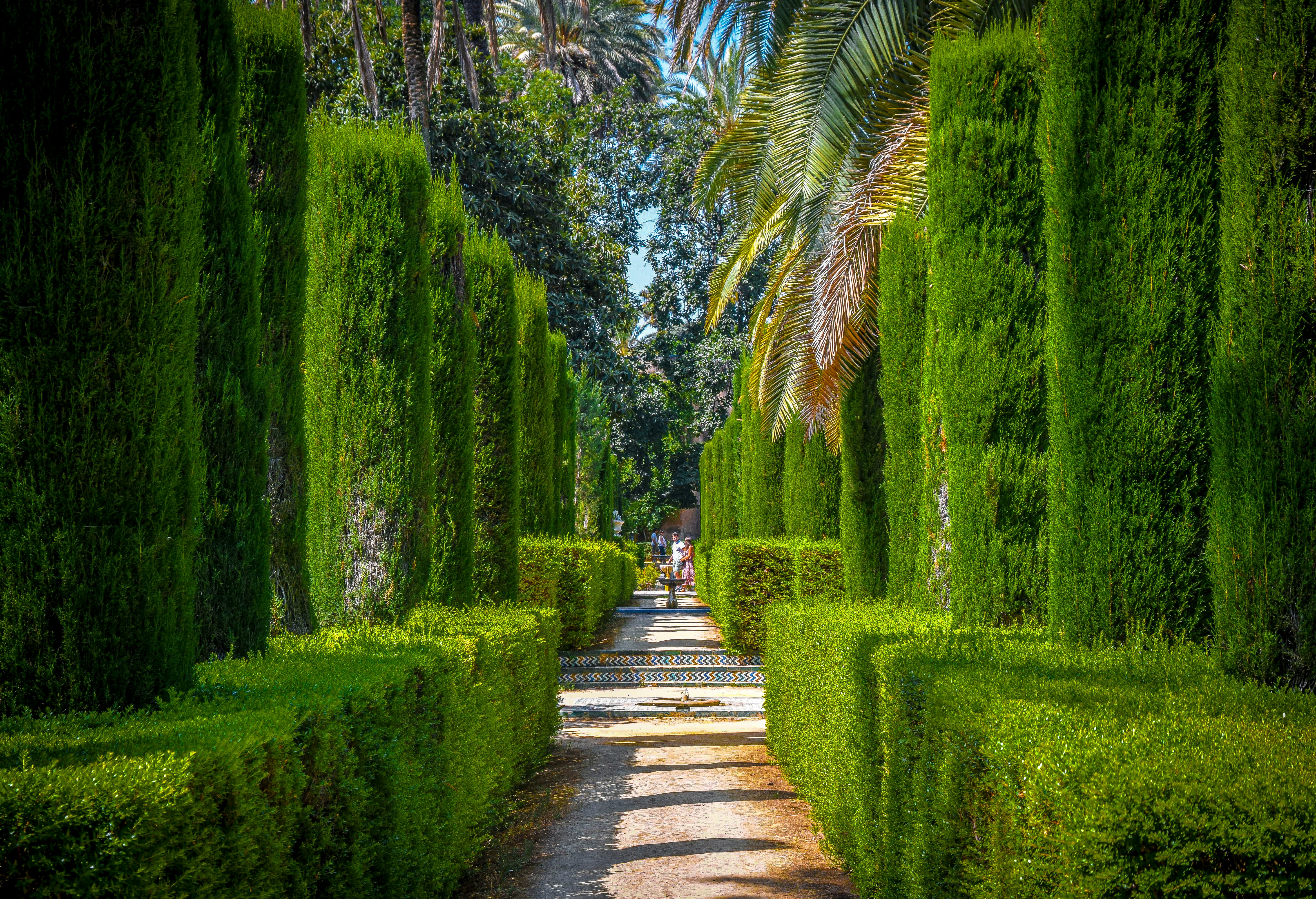 Pathway with lush green bushes and palms