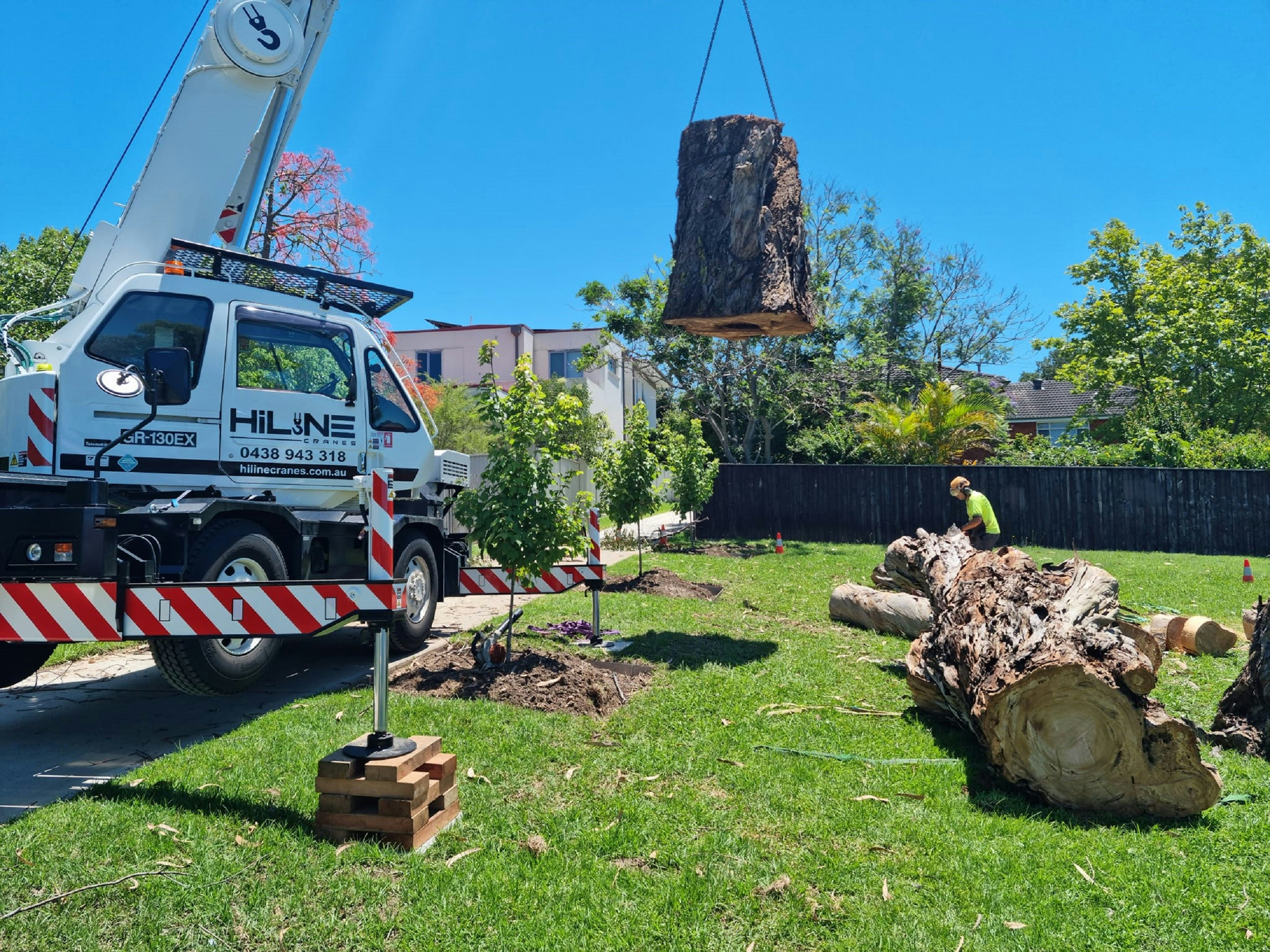 Crane lifting a large tree