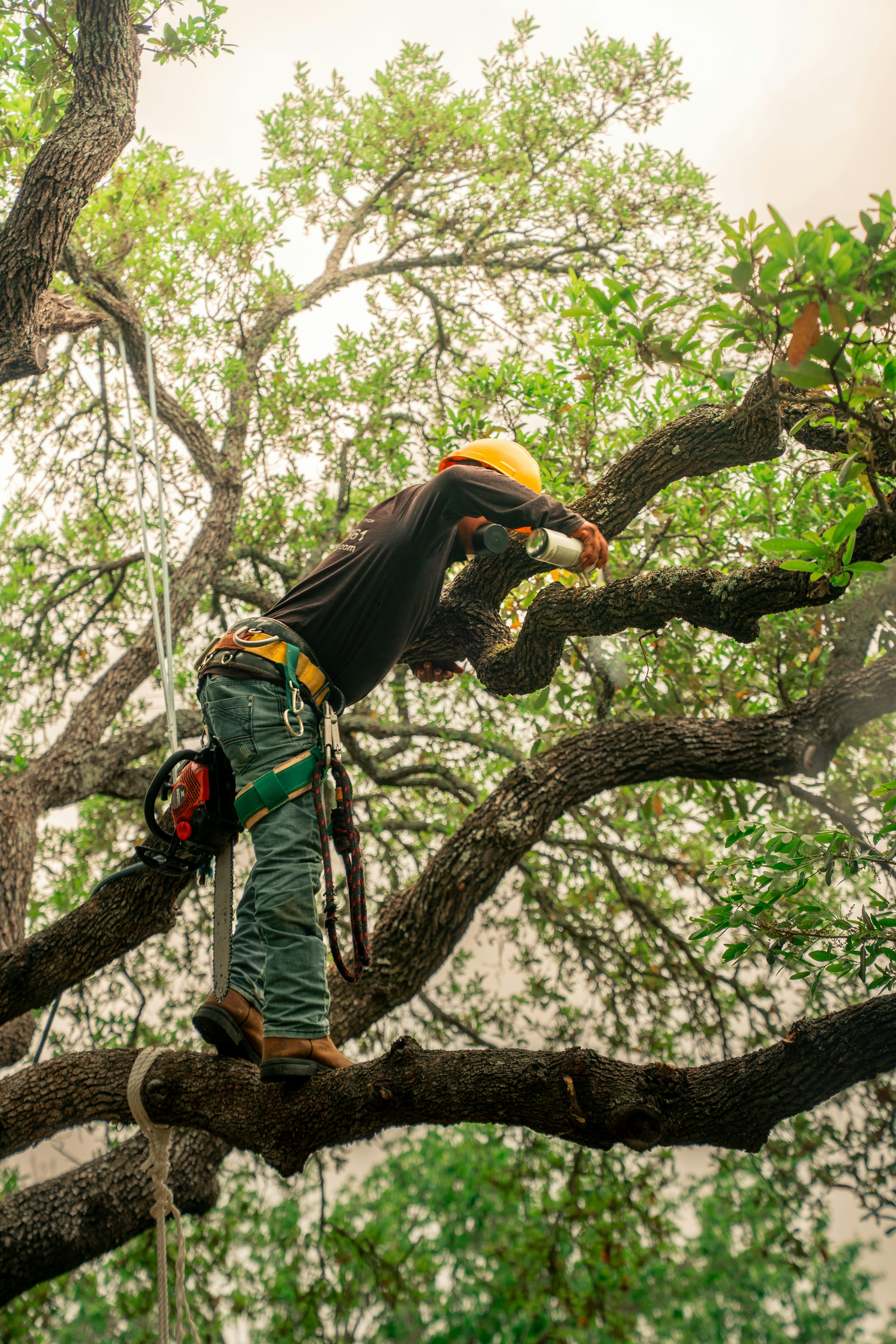 Arborist pruning tree branches